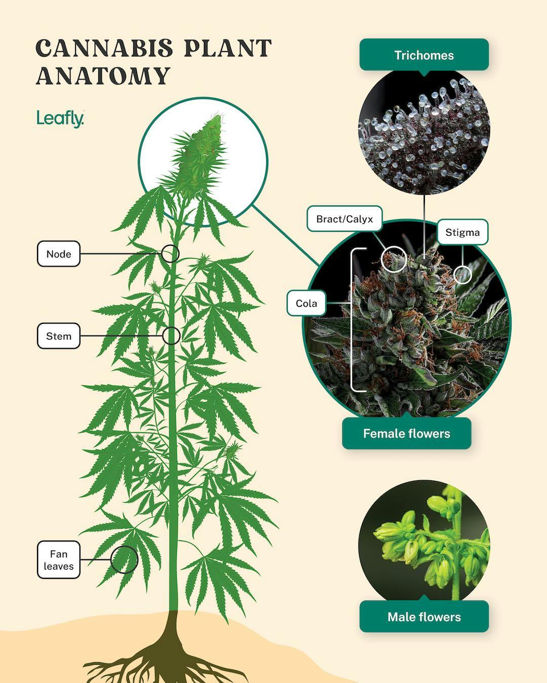 parts of a cannabis plant